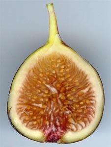 Cut fig