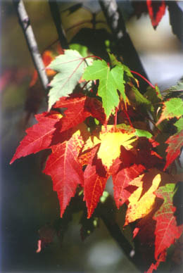 Autumn folliage image